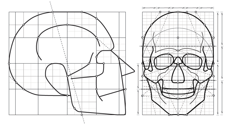 human skull drawing proportions